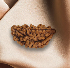 Rudraksha
