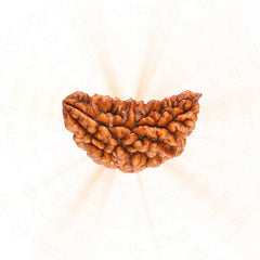 1 Mukhi Rudraksha