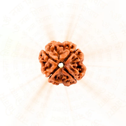 4 Mukhi Rudraksha