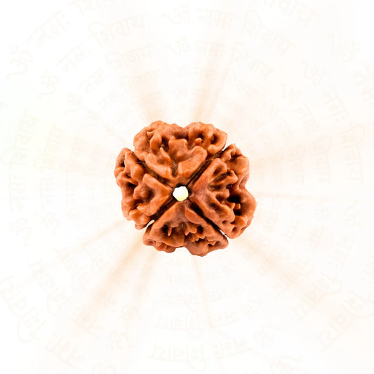 4 Mukhi Rudraksha