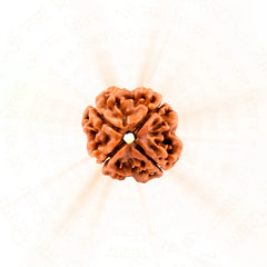 4 Mukhi Rudraksha