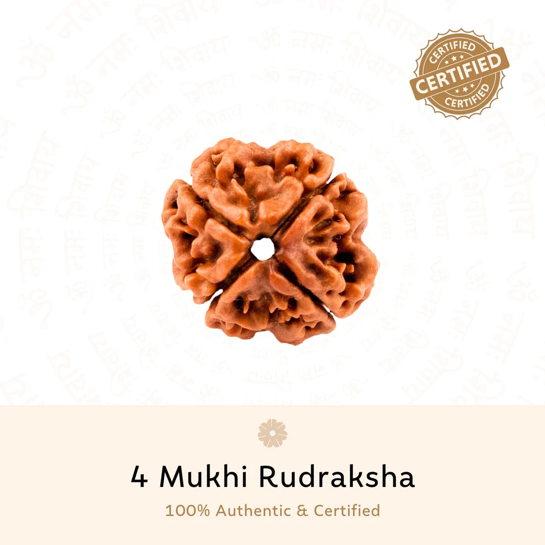 4 Mukhi Rudraksha