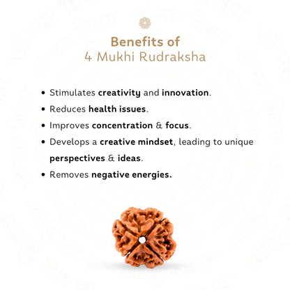 4 Mukhi Rudraksha