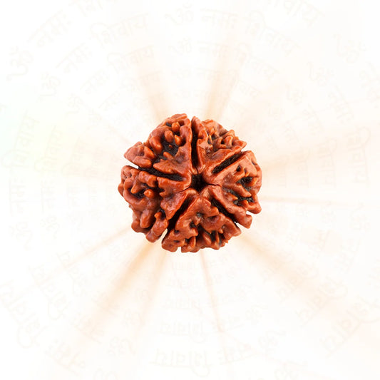5 Mukhi Rudraksha