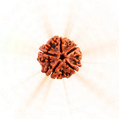 5 Mukhi Rudraksha