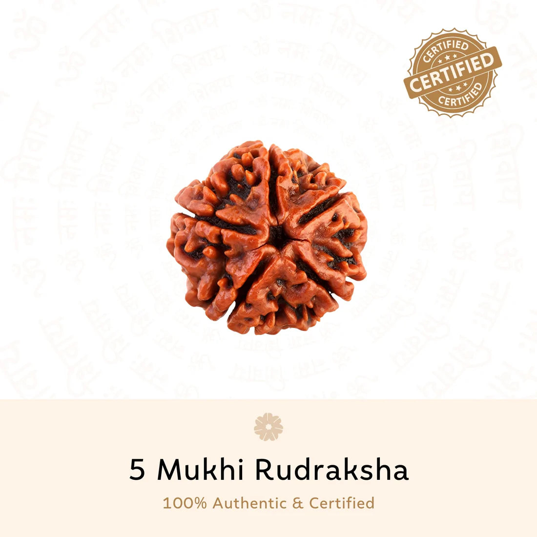 5 Mukhi Rudraksha