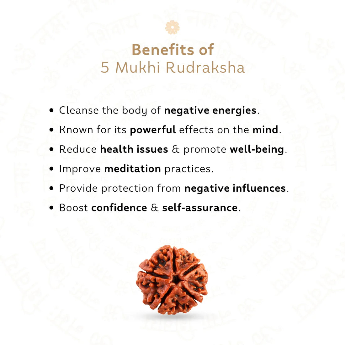5 Mukhi Rudraksha
