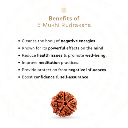 5 Mukhi Rudraksha