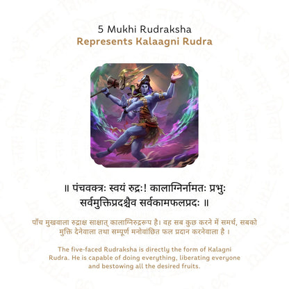 5 Mukhi Rudraksha