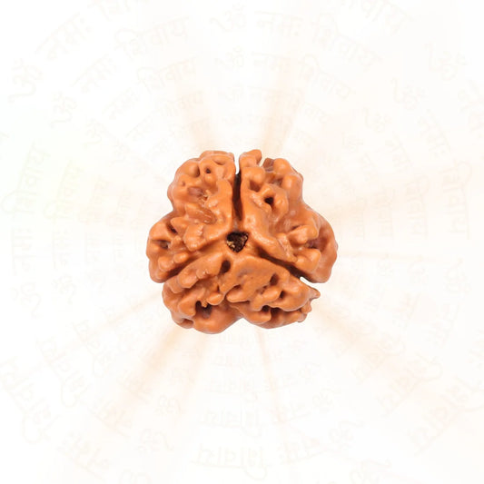 3 Mukhi Rudraksha