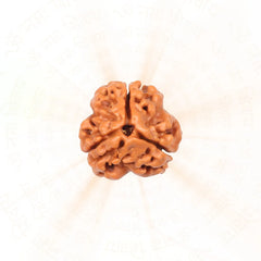3 Mukhi Rudraksha