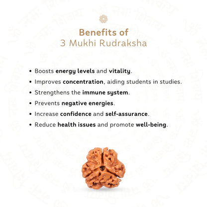 3 Mukhi Rudraksha